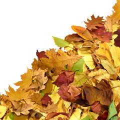 image of many autumn leafs closeup
