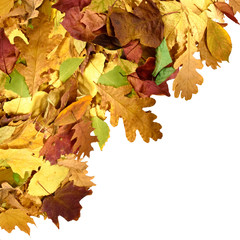 image of beautiful autumn leafs closeup