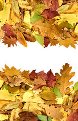 image of autumn leafs closeup