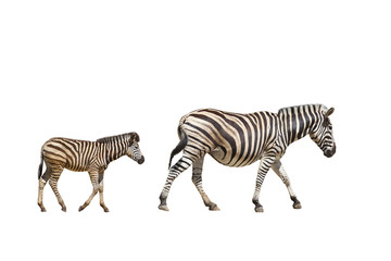 Fototapeta na wymiar adult and young zebras