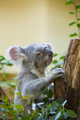 koala bear in forest