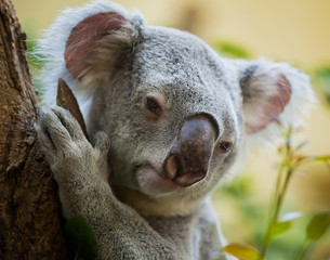 koala bear in forest