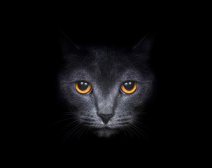 View from the darkness. Muzzle a cat on a black background. - 63550734