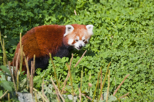red panda lies on a tree branch