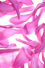 Obraz premium Violet petals od flower magnolia as background