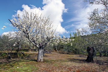 Cerezo en flor, Sauceda, Hurdes, España