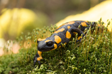 Feuersalamander