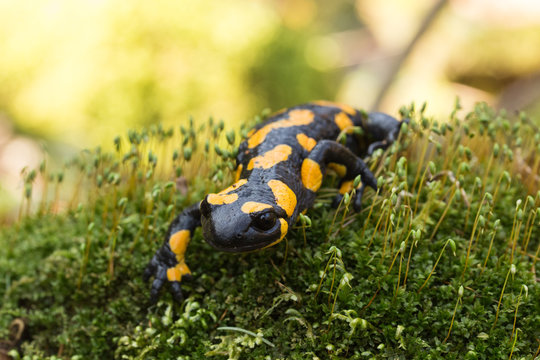Feuersalamander