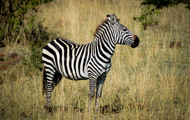 Fototapeta na wymiar Zebra profile
