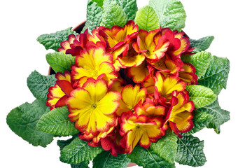 primula fiori e foglie