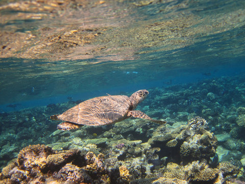 Sea turtle swimming over the corals