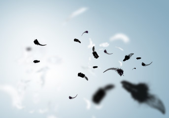 Flying feathers