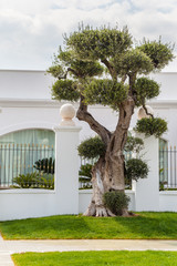 Olive tree