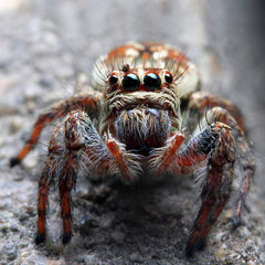 Closeup of a spider