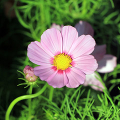 Obraz premium cosmos