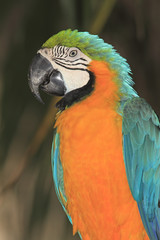 Blue and Yellow Macaw