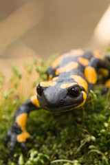 Feuersalamander