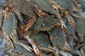 crab