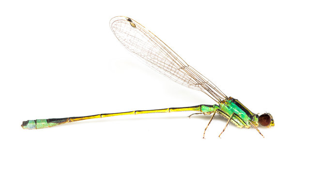Green and yellow dragonfly