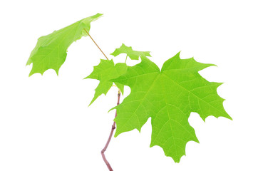 Maple leaves isolated on white background