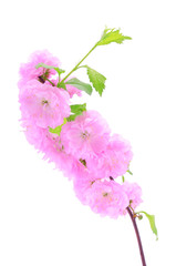 Pink cherry flower isolated on a white background