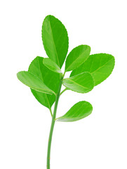 Spring branch isolated on white background