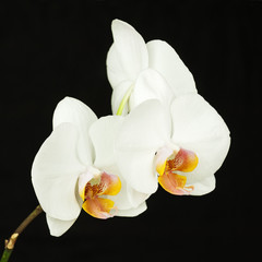 White orchid on black background.
