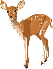 Fawn