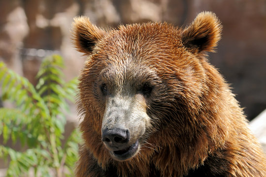 the face of a bear