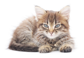 Kitten on a white background