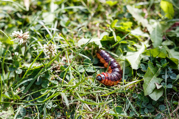 large caterpillar