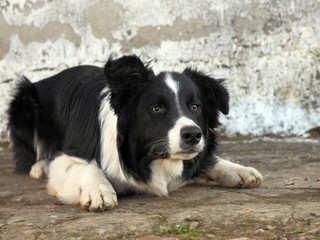 border collie