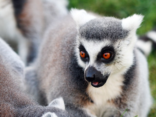 Lemur