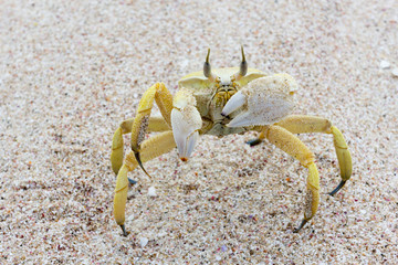 Marine crab on a sandy beach