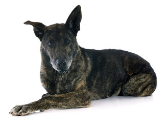 Holland Shepherd senior