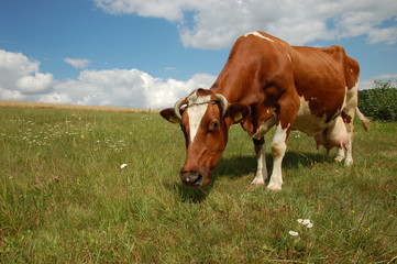 Krowa mleczna - obrazy, fototapety, plakaty