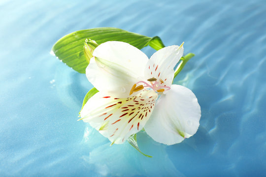 Fototapeta Floating flower close up