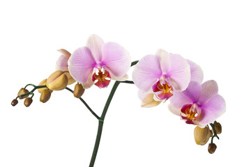 Fototapeta na wymiar Colored cultivated orchid isolated on white background