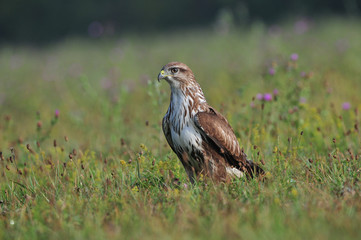 Common buzzard