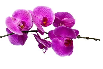 Papier Peint photo autocollant Orchidée Colored cultivated orchid isolated on white background