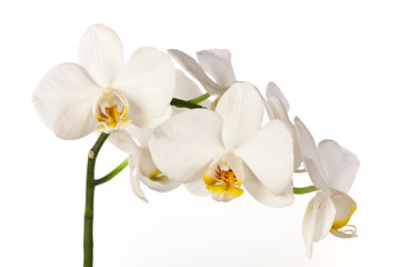 Naklejka na ściany i meble Colored cultivated orchid isolated on white background