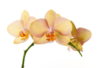 Fototapeta na wymiar Colored cultivated orchid isolated on white background