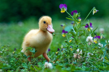 Young duck