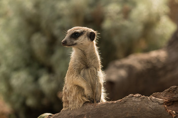 backlit meerkat