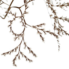 white limonium