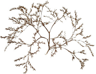 white limonium
