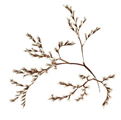 white limonium