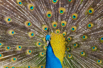 Obraz premium peacock