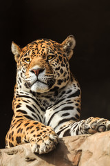 Closeup portrait of jaguar or Panthera onca