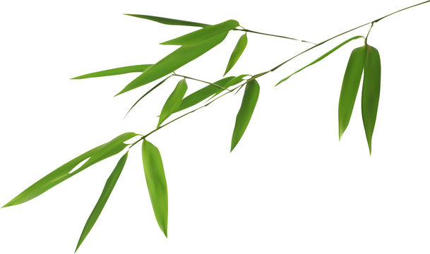 illustration with isolated bamboo green branch